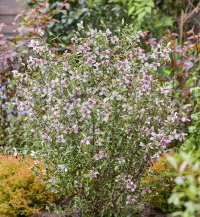 Philadelphus Petite Perfume Pink - Duftender Jasmin