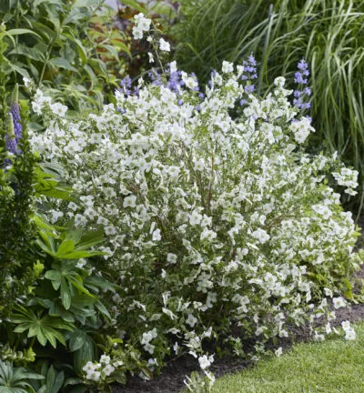 Philadelphus Petite Perfume White - Duftender Jasmin