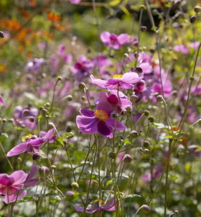 Anemone hybrida 'Hadspen abundance' - Herfstanemoon