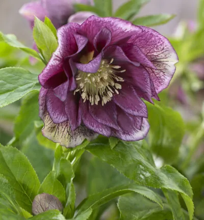 Helleborus orientalis ´Double Ellen Red´ - Nieskruid